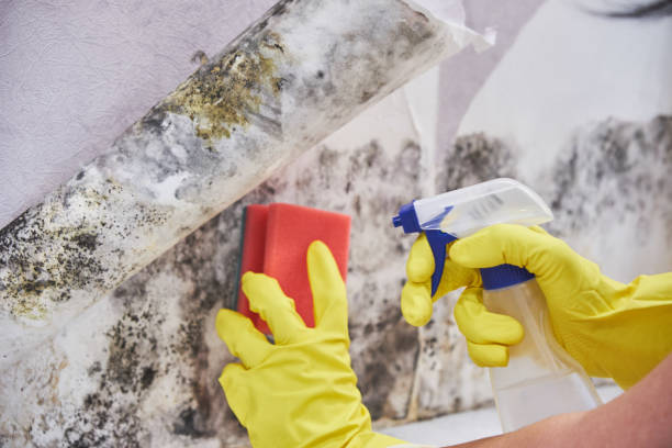 Best Mold Prevention Services  in Moundridge, KS